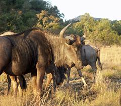 090516_Pilanesberg 323